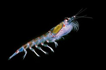 Makhluk kecil ini punya peran besar dalam memerangi perubahan iklim. Simak bagaimana krill menyimpan karbon dan menjaga planet kita.