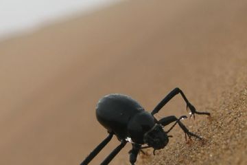 Dunia Hewan: Trik Bertahan Hidup Kumbang Gurun Namib Memanen Air Udara