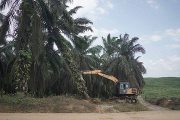 Industri sawit terus mengancam hutan Indonesia, terutama lahan gambut. Temukan fakta terbaru tentang dampaknya pada lingkungan dan iklim.
