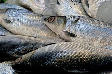 Susu ikan sebenarnya adalah protein dari daging ikan yang dihidrolisis.