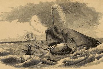 Sejarah Dunia: Kisah Mencekam Paus Sperma yang Menginspirasi Moby Dick