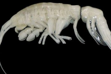 Peneliti Berhasil Temukan Predator Laut Baru, Terungkap di Kedalaman 7.902 meter
