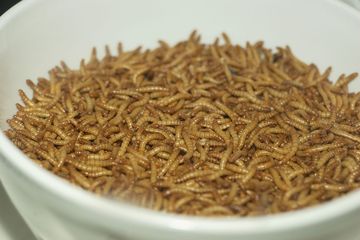 Para ilmuwan telah lama mengetahui tentang kemampuan mealworm untuk memakan plastik tertentu. Apakah serangga ini bisa jadi solusi daur ulang alami?