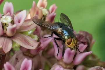 Di dunia hewan dan tumbuhan, lalat memainkan peran penting sebagai penyerbuk, menempati posisi kedua setelah lebah dalam hal volume tanaman dan habitat yang diserbukinya. Yang tergambar di sini adalah lalat biru yang menyerbuki milkweed biasa (Asclepias syriaca).