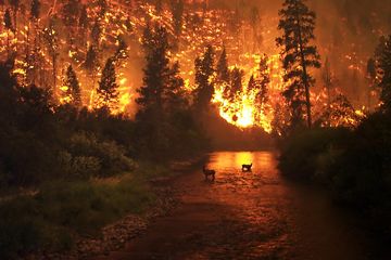Kebakaran hutan terjadi lebih sering dan lebih intens di berbagai wilayah dunia. Bagaimana hewan-hewan beradaptasi?