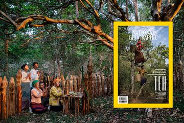 Majalah National Geographic Magazine Indonesia edisi Januari 2025 menampilkan kisah sampul tentang hutan teh Warisan Dunia. Kita memasuki hutan terbaik di dunia yang membudidayakan teh. 