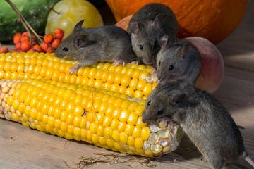 Tikus juga melakukan pertolongan pertama pada temannya yang tidak sadarkan diri.