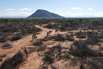 Northern Kenya Rangelands Carbon Project atau Proyek Karbon Padang Rumput Kenya Utara (NKRCP)