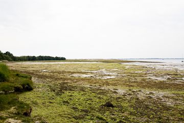 Blue Carbon: Peneliti Ini Timbun Karbon ke dalam Sedimen Rawa Asin, untuk Apa?