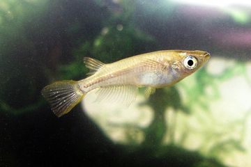 Ikan medaka (ikan beras Jepang) kawin 19 kali sehari