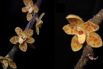 Chiloschista tjiasmantoi merupakan spesies baru anggrek endemik Aceh dari genus Chiloschista. Anggrek ini bersifat epifit dan tak berdaun. 
