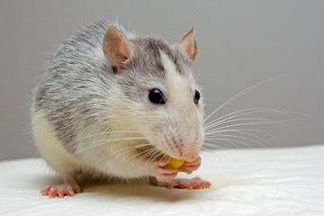NASA membaawa tikus ke luar angkasa