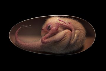 Mungkinkah Embrio Dinosaurus Berusia 70 Juta Tahun Akhirnya akan Lahir?