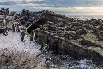 Perubahan Iklim Paksa Penguin Langka Galapagos Berevolusi Melawan Kodrat