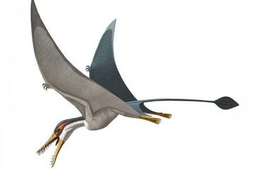 Rhamphorhynchus adalah pterosaurus bergigi menonjol yang hidup sekitar 150 juta tahun lalu, pada masa Jurassic, di wilayah yang kini menjadi bagian dari Eropa dan Afrika.