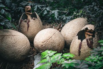 Pada Dinosaurus Bertubuh Besar, Bagaimana Mereka Mengerami Telurnya?