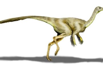 Dinosaurus berbulu