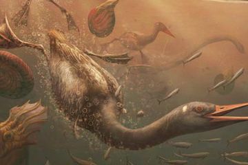 Fosil Burung Langka dari Zaman Dinosaurus Ungkap Evolusi Burung Modern