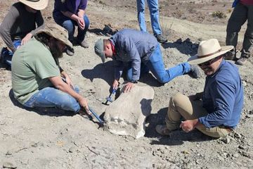 Alamosaurus diyakini pertama kali muncul di Amerika Utara sekitar 69 juta tahun yang lalu, menurut publikasi tahun 2024 dari New Mexico Bureau of Geology and Mineral Resources.