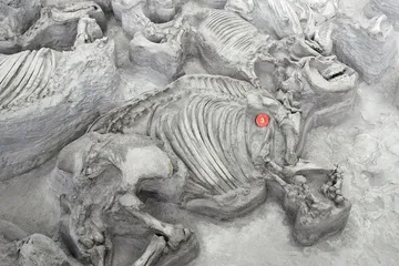 Fosil Teleoceras merupakan salah satu herbivora purba yang paling banyak ditemukan di Ashfall Fossil Beds State Historical Park di Nebraska. Hewan-hewan ini mati sekitar 12 juta tahun yang lalu akibat letusan supervulkan Yellowstone.