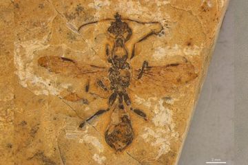 Penemuan Semut Tertua yang Hidup Berdampingan dengan Dinosaurus