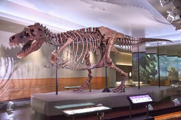 Kerap Picu Debat Sengit, Penyebaran Dinosaurus T-Rex Akhirnya Terungkap?