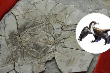 Fosil Archaeoraptor yang dipamerkan di Museum Paleozoologi Tiongkok dan paleoart tentang seperti apa bentuknya jika memang ada.