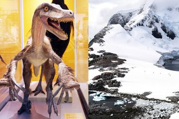 Hidup di Kerasnya Musim Dingin, Begini Cara Unik Dinosaurus Kutub Bertahan Hidup