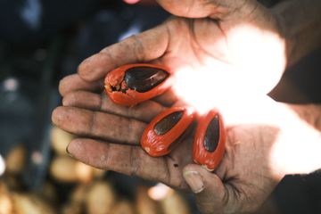 Pala Papua Dahulu Diabaikan, Kini Diburu Industri Parfum Dunia
