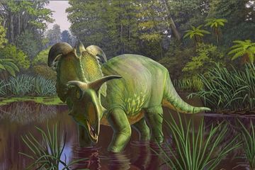 Penemuan Dinosaurus Baru Picu Perdebatan di Kalangan Paleontolog