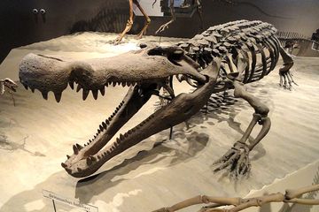 Ukuran Buaya Purba Deinosuchus Ternyata Lebih Besar dari Dinosaurus