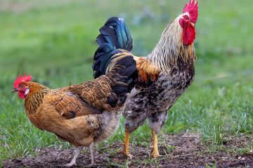 Jika Ayam Adalah Keturunan DInosaurus, Mengapa Tidak Berdarah Dingin?