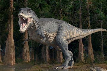 Tyrannosaurus rex memiliki kepala dan kaki belakang yang besar, tetapi lengannya kecil. Mungkin ada sejumlah alasan untuk itu.