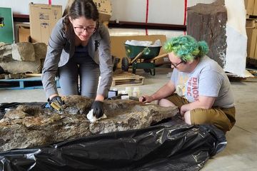 Ruopodosaurus clava, Spesies Baru Dinosaurus yang Berzirah dan Berekor Gada