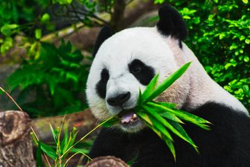 Apakah Panda Hanya Makan Bambu Seumur Hidupnya? Ini Kata Ilmuwan