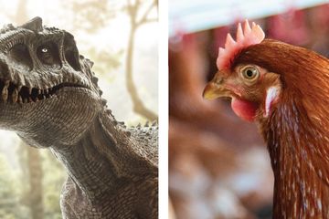 Apakah Ayam Keturunan Dinosaurus? Ini Jawaban Ilmiah Profesor Genetik