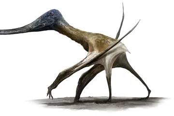 Tak Hanya Ahli Terbang, Pterosaurus Juga Berjalan di Antara Dinosaurus