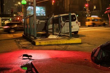 Jadi Lebih Hangat Gara-Gara Perubahan Iklim, Kini Kota Jadi Surga bagi Tikus?