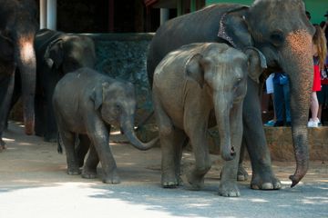 Ternyata Anak Gajah pun Punya Pengasuh, Apa Saja 'Tugasnya'?