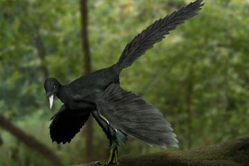 Seperti Apa Tampilan Burung Pertama Sebelum Menjadi Burung yang Sekarang?