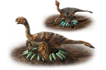 Benarkah Sisi Lembut Dinosaurus Terungkap dari Cara Mereka Merawat Telur?