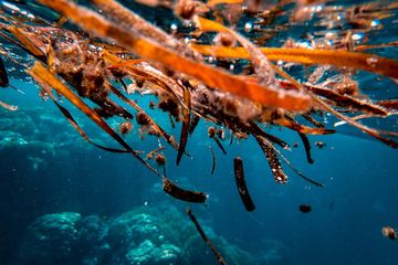 Karbon Biru: Penelitian Ini Tegaskan Potensi Besar Rumput Laut Sebagai Solusi Penyimpanan Karbon