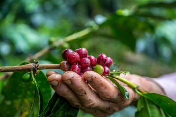 Mengapa ‘Sustainability’ Menjadi Kata Kunci Penting di Industri Kopi saat Ini?