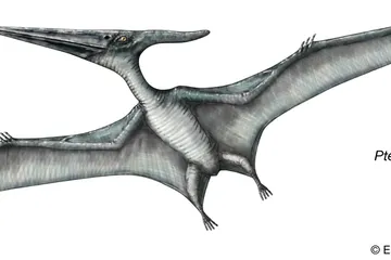 Pteranodon, Reptil Terbang Raksasa pada Era Dinosaurus yang Sering Disalahpahami