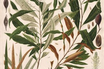 &rsquo;Angin Timur dan Bau Rumah yang Hancur Membawa Benih Tersebar&rsquo;, Grevillea papuana, karya Ananda Firman Syarif.  Salah satu karya yang dipamerkan dalam Ragam Flora Indonesia 5: Khazanah Alam Nusantara. Indonesian Society of Botanical Artists menggelar pameran seni botani ini di Griya Anggrek, Kebun Raya Bogor pada 17 Mei sampai 1 Juni 2025. Pada Juli, pameran bertajuk serupa juga digelar di Bentara Budaya Yogyakarta.