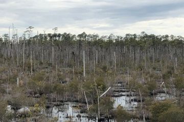 Ghost forest (hutan hantu). Fenomena ini tak hanya mencerminkan dampak nyata perubahan iklim, tetapi juga menandai transisi ekosistem pesisir.
