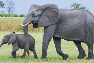 Dunia Hewan: Mengapa Gajah Memiliki Telinga yang Lebar dan Besar?
