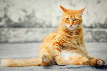 Misteri Kucing Oranye, Dari Mana Mereka Mendapatkan Warna Bulunya?