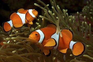 Bagaimana Ikan Badut Bertahan dalam Gempuran Gelombang Panas?