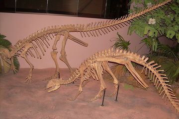 Perdebatan Fosil Kaki Dinosaurus yang Terkubur oleh Asteroid Chicxulub
